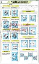 Plant Cell Meiosis Chart